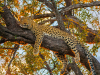 1-Leopard