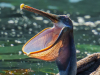 Galapagos