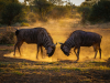 Wildebeest