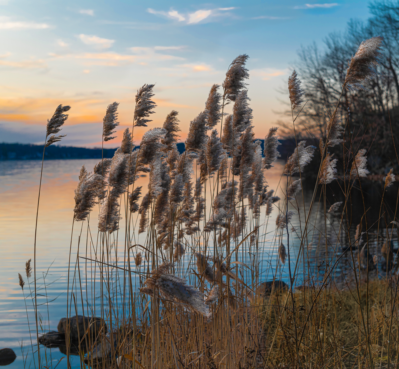 11-Lake-Grass-on-Coventry-Lake-Ct