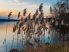 11-Lake-Grass-on-Coventry-Lake-Ct