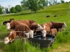 13-Cows-for-George-Horsebarn-Hill-Storrs-CT