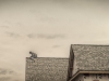 14-Shingler-on-the-Roof