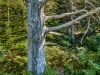 7-Dead-Tree-in-Ferns-Schoodic-Point-Maine