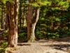 8-Twin-Trees-on-Path-Goulsboro-Maine