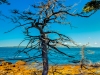 9-Tree-Against-Ocean-and-Sky-Schoodic-Point-Maine