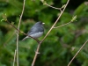 Bird-1