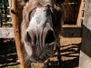 Mule-1