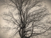 Tree-Against-Gray-Sky