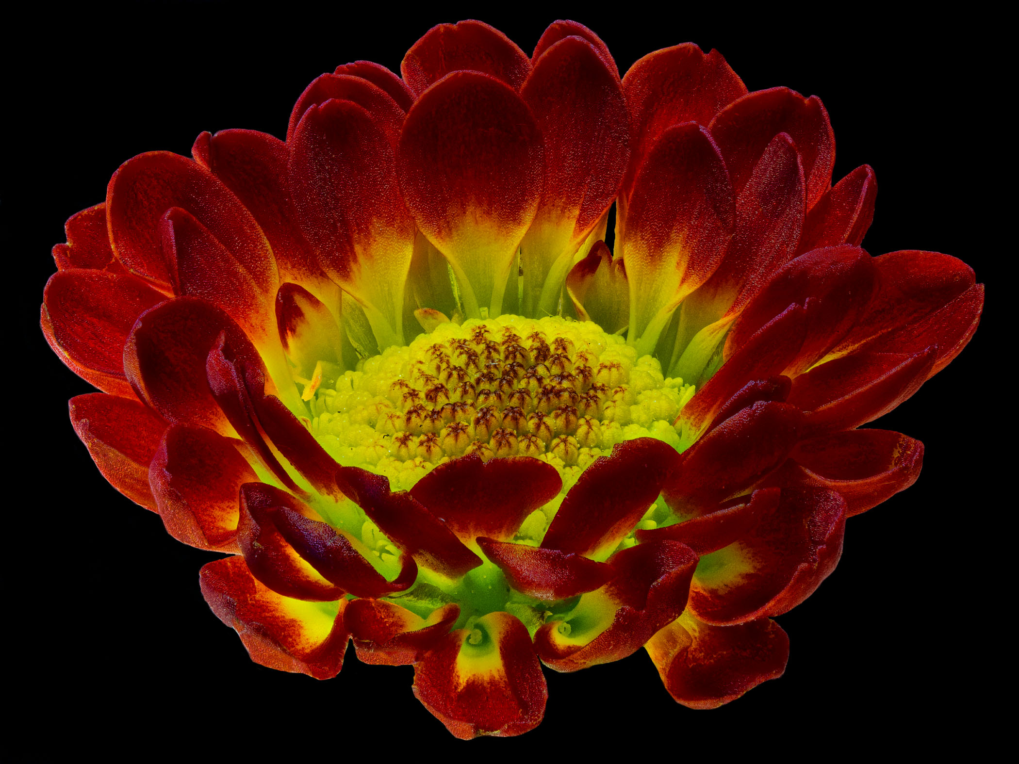 1d-Flowers-Gaillardia