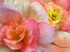 1a-Flowers-Begonias