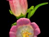1b-Flowers-Campanula