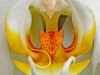 1c-Flowers-Orchid