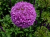 joanne-kennedy-flower