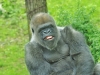 joanne-kennedy-gorilla