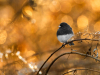 thumbnail_IMG_9623