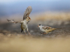thumbnail_IMG_9625