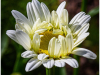 kingston_12
