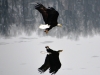eaglefest 2018 126