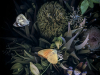 1_Ephemeral-Beauty-Edit