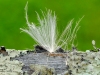 41DSCF1763