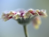 f017_wil_mijer_yellowflower_20151222