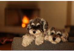 Two schnauzers on couch in front of fireplace - low light with background blur