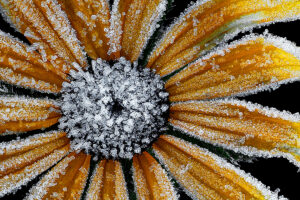Sunflower with frost