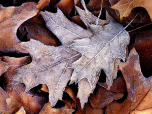 Frost on oak leaves
