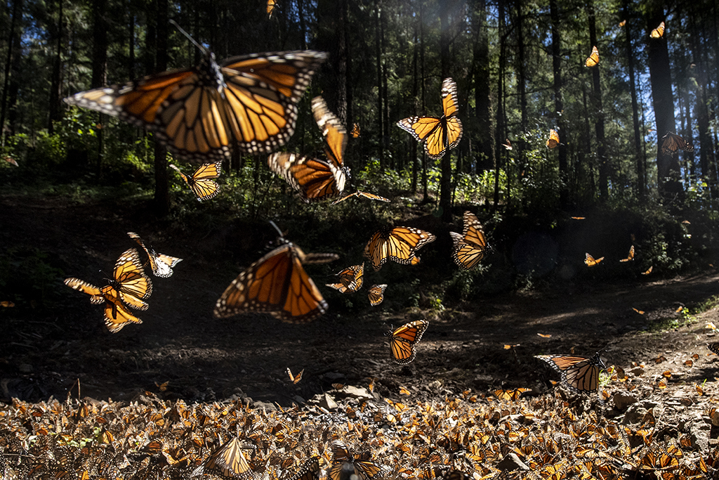 Monarch butterflies in forest by Ron Magill
