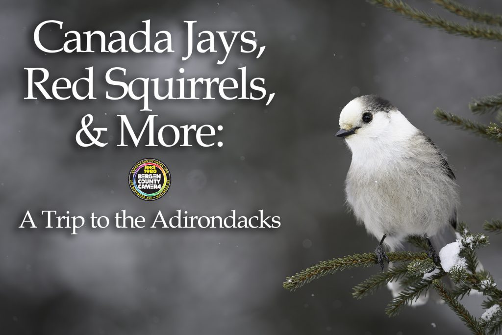 A trip to the Adirondacks
Canada Jays, Red Squirrels and More!