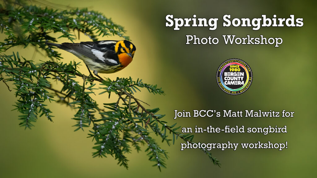 Spring Songbirds Workshop
