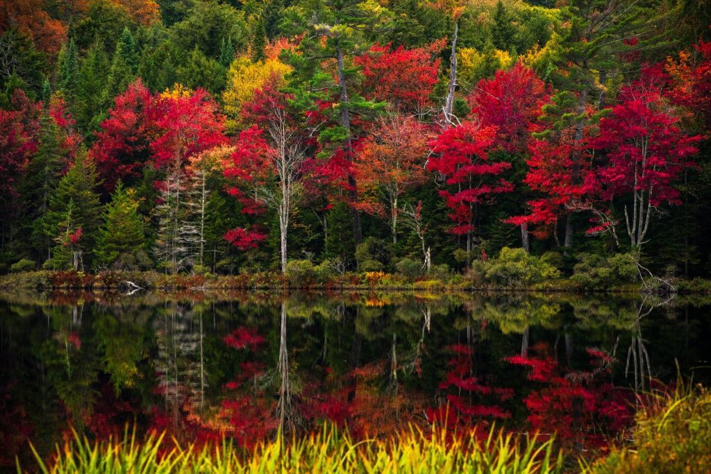 Fall foliage with reflection