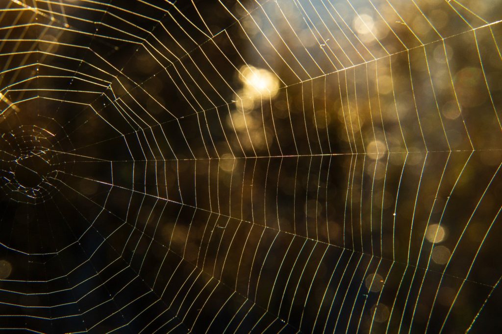 Macro spiderweb